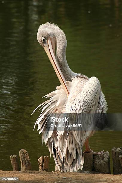 Hermoso Pelican Junto Al Mar Foto de stock y más banco de imágenes de Agua - Agua, Aire libre, Ala de animal