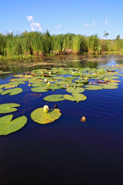 istock water lilies on small lake 892807198