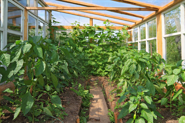 istock sprout pepper in glass hothouse 892807516
