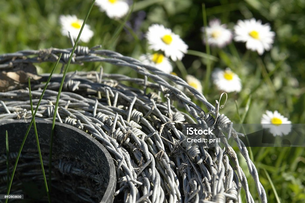 Rotolo di barbwire e fiori Margherita - Foto stock royalty-free di Acciaio