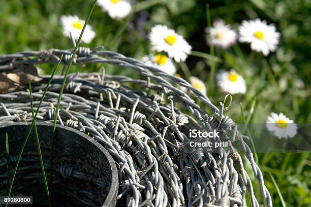 ロール Barbwire デイジーの花 - とげのあるのストックフォトや画像を多数ご用意 - とげのある, カラー画像, キク科