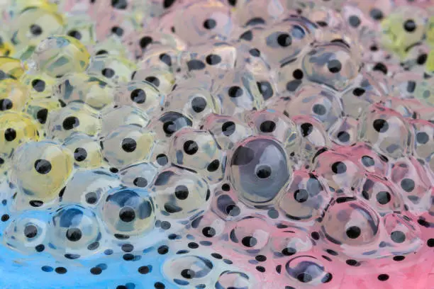 Colorful Frogspawn closeup in a pond