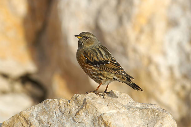 istock Portrait of a mountain bird 89280933