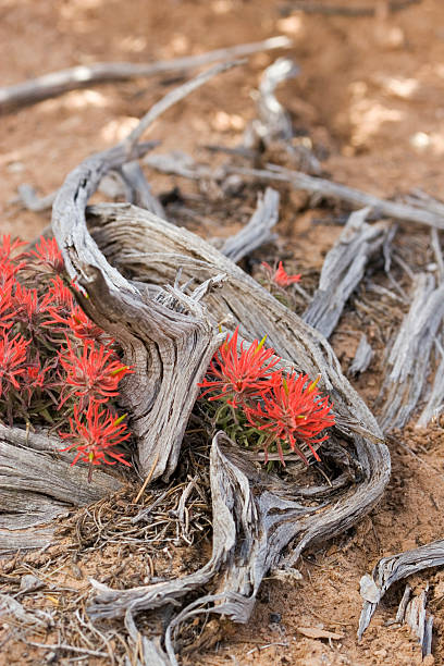 desert życia - driftwood twisted wood vertical zdjęcia i obrazy z banku zdjęć