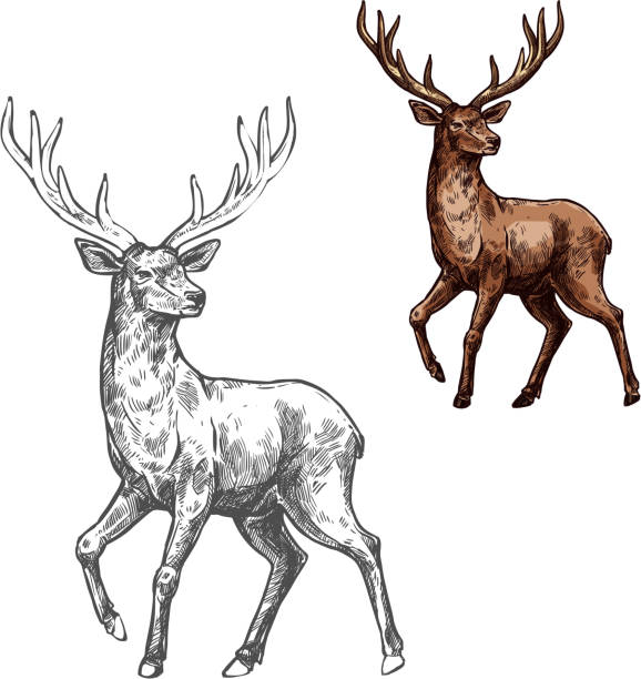 illustrations, cliparts, dessins animés et icônes de chevreuil, renne ou wapiti croquis d’animal mammifère sauvage - cerf