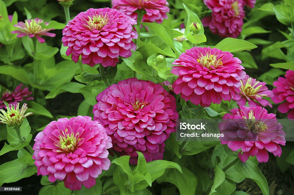 Pink Flowers  Botany Stock Photo