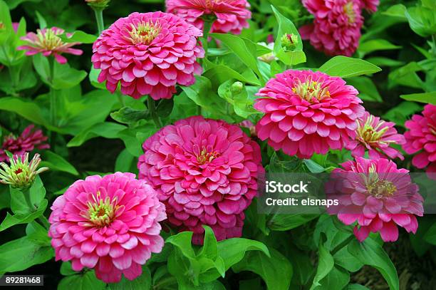 Pink Flowers Stock Photo - Download Image Now - Botany, Bud, Color Image