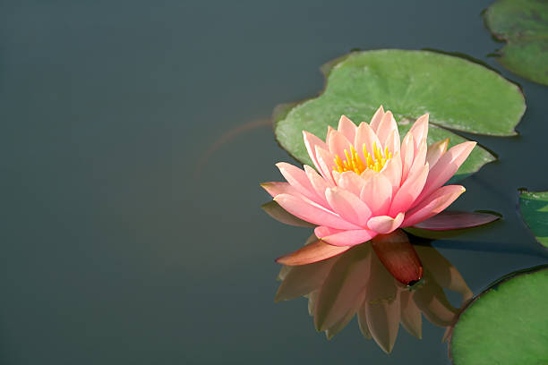 istock One beautiful pink water lily in a pond 89282259