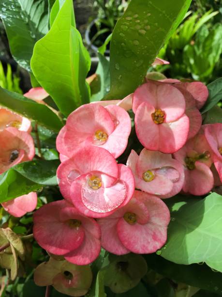istock pink Euphorbia milii flower 892824094