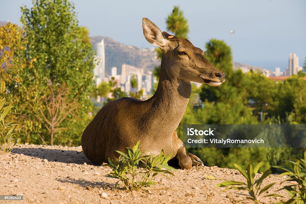 Deer Leg dich auf einen Berg - Lizenzfrei Baum Stock-Foto