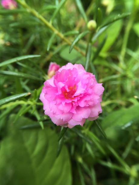 istock portulaca oleracea flower 892826212