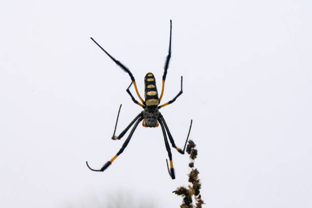 istock Golden orb silk weaver spider, Cape Verde Islands 892826552