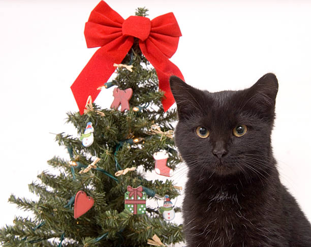 istock black cat with Christmas tree in background 89282660