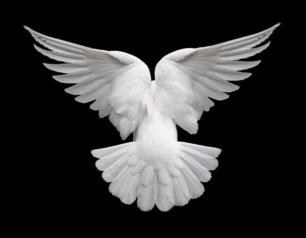 blanche colombe dans le vol 2 - colombe oiseau photos et images de collection