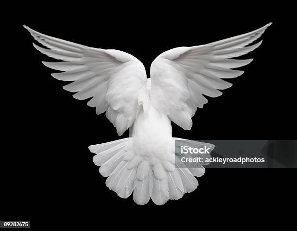 Photo libre de droit de Blanche Colombe Dans Le Vol 2 banque d'images et plus d'images libres de droit de Colombe - Oiseau - Colombe - Oiseau, Aile d'animal, Blanc