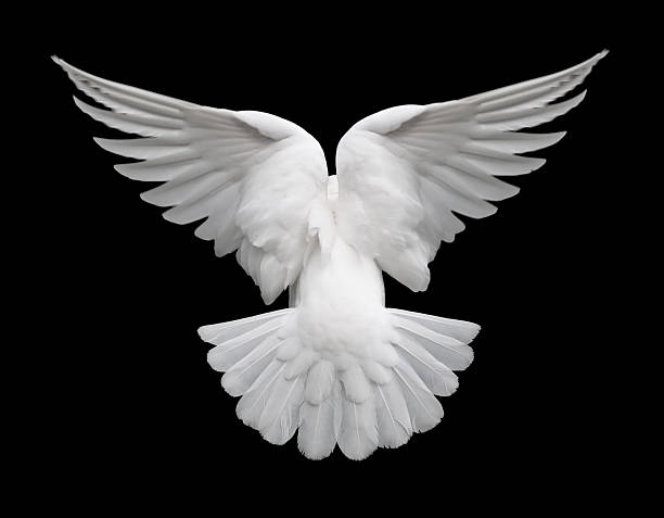 White Dove in Flight 2  spread wings stock pictures, royalty-free photos & images