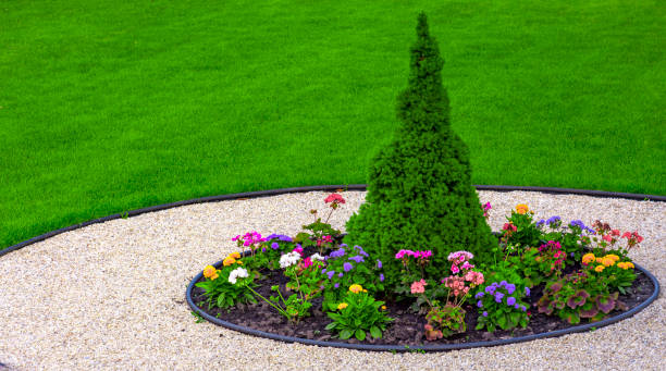 istock large green healthy Canadian Christmas Tree close-up 892827228