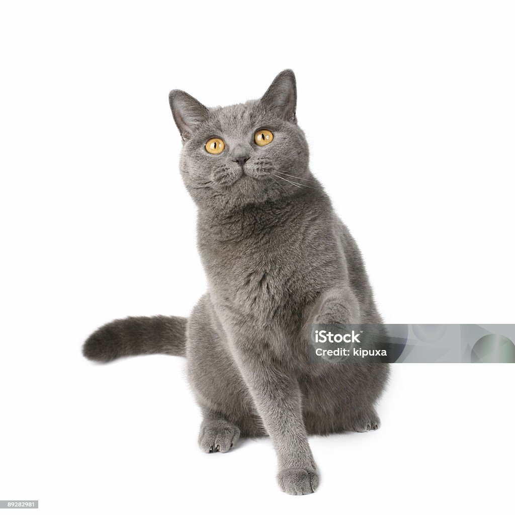 Brytyjski Kot zabawny - Zbiór zdjęć royalty-free (Kot domowy)