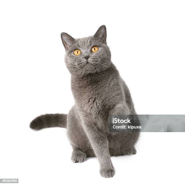 Brytyjski Kot Zabawny - zdjęcia stockowe i więcej obrazów Kot domowy - Kot domowy, Odosobniony, Szary