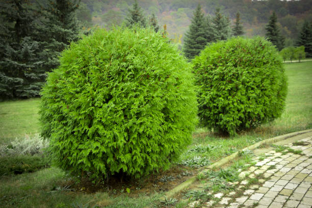 チュージャ オシデンタリス ダニカ ラウンド形状の装飾的な庭 - evergreen candytuft ストックフォトと画像