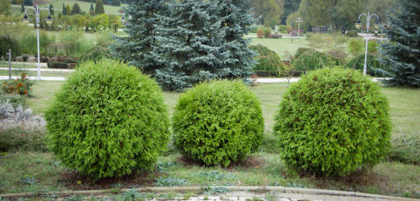 thuja occidentalis danica okrągły kształt ogród dekoracyjny - bush formal garden boxwood flower bed zdjęcia i obrazy z banku zdjęć