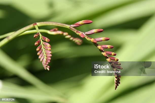 Tallo Engrosados Que Foto de stock y más banco de imágenes de Abril - Abril, Abstracto, Agricultura