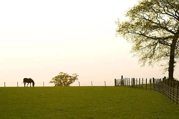 istock Silhouette of a horse 89283351