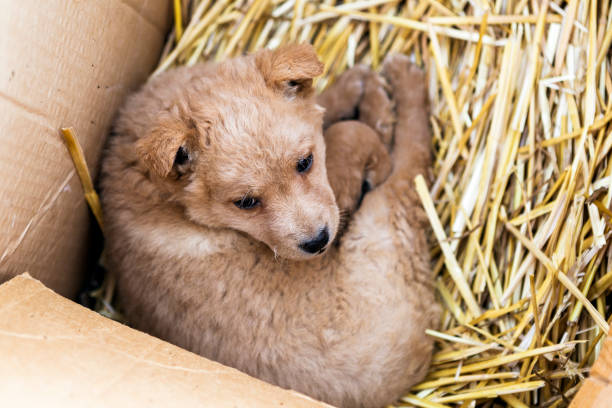 Puppie of puli sheepdog in box