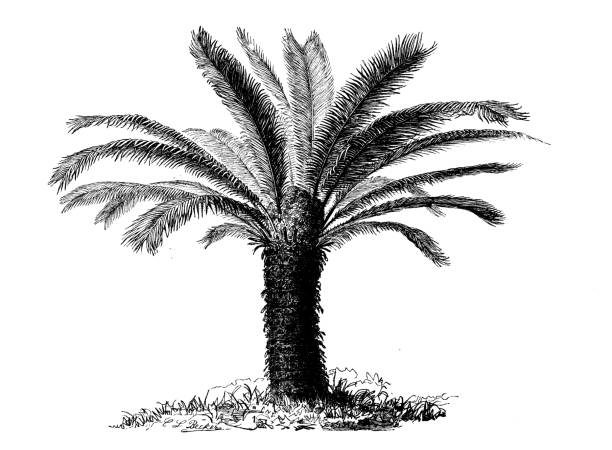 istock Botany plants antique engraving illustration: Cycas revoluta (Sotetsu, sago palm, king sago, sago cycad, Japanese sago palm) 892835132