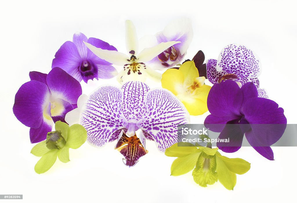 Orquídeas - Foto de stock de Amarelo royalty-free