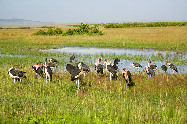 Marabu field  marabu stork stock pictures, royalty-free photos & images