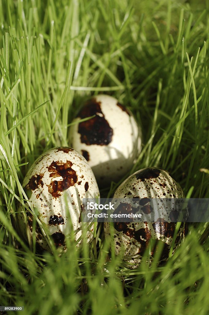 Ovos de codorna - Foto de stock de Achar royalty-free