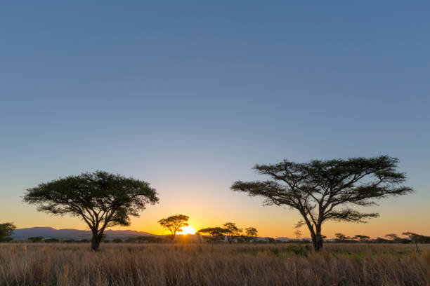 istock Sunrise in Africa 892840186