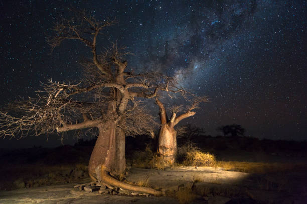 istock Baobab trees and the milkyway 892840428