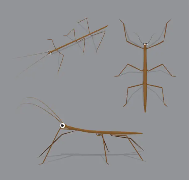 Vector illustration of Stick Bug Poses Cartoon Vector Illustration