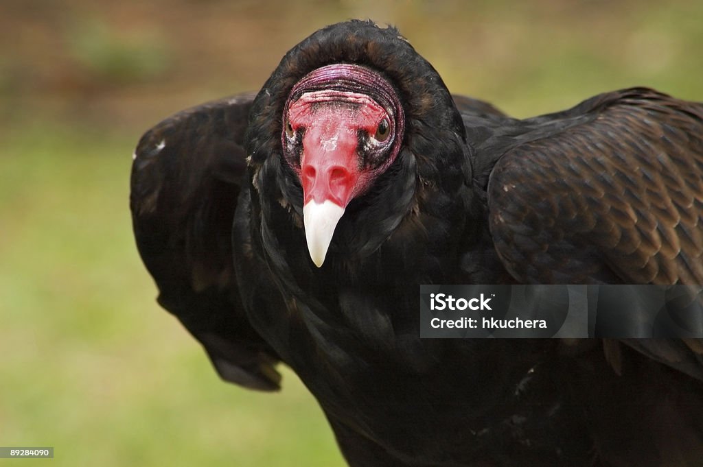 Truthahngeier (Cathartes aura) trete - Lizenzfrei Aas fressen Stock-Foto