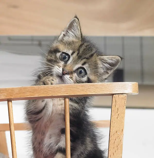 Photo of kitten in a wooden crib