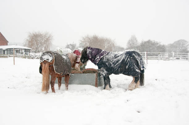 istock Horses in the snow 892848346