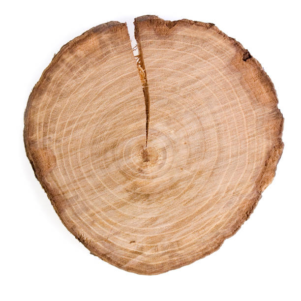 istock Log Of Wood 89284842