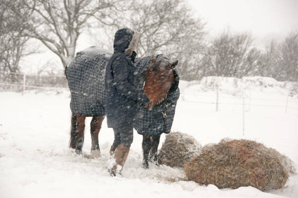 istock Pony in the snow 892848684