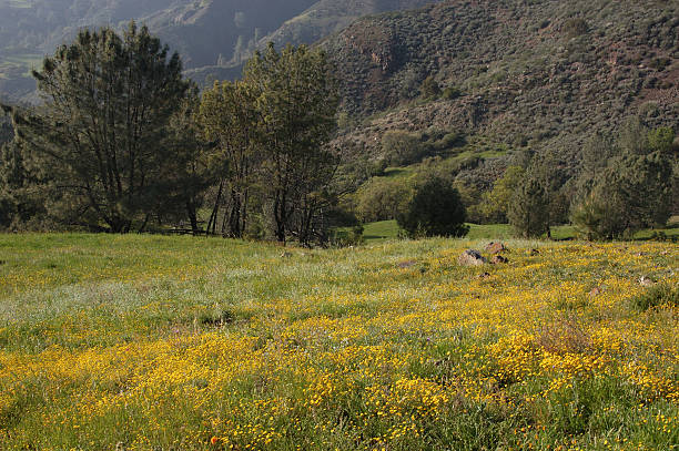 istock Field of Wildflowers 89284886