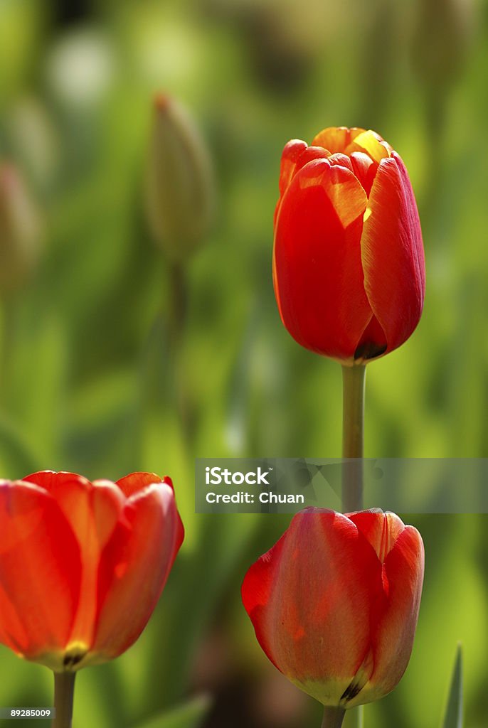 Tulip  Close-up Stock Photo