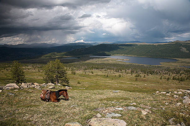 A dull autumn rural landscape with a selective focus on the horse in the foreground grazing on yellowed grass; a hills and mountains overgrown with taiga coniferous forest in the defocused background