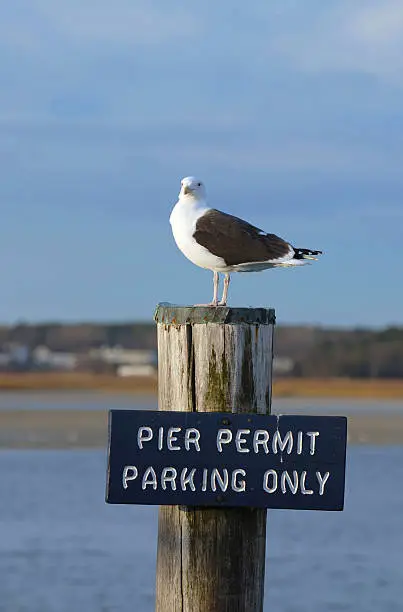 Photo of Seagull on Piling