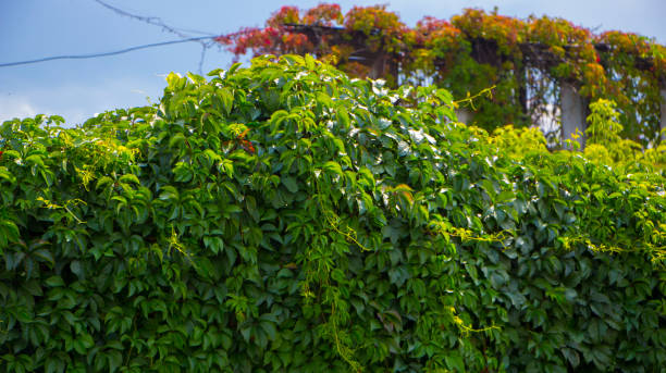 istock Autumn wild grape vines on the wall 892853446