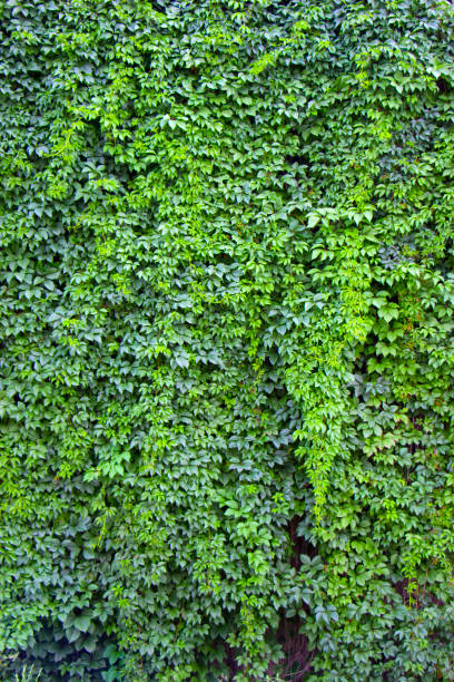 istock Autumn wild grape vines on the wall 892853748