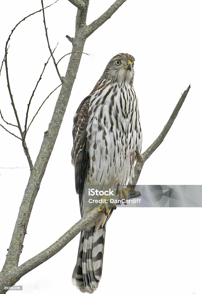 Cooper s Hawk - Photo de Arbre libre de droits