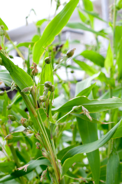 istock Job's tears ( coix lachryma-jobi ) of wild grass 892854204
