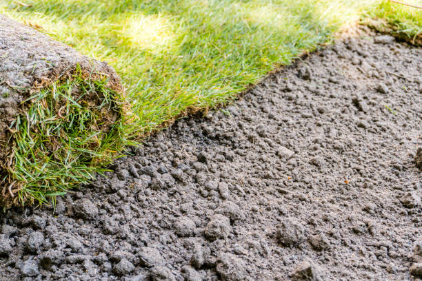 istock sod grass roll on a freshly landscaped lawn 892854622