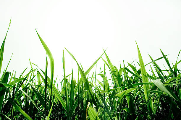 relva verde isolado - blade of grass grass isolated white imagens e fotografias de stock